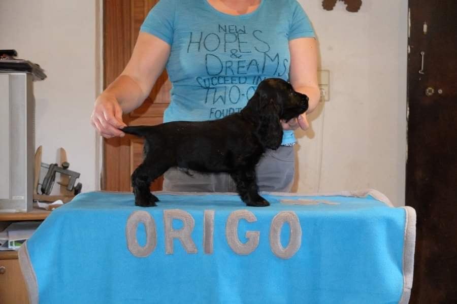 cocherry Origo